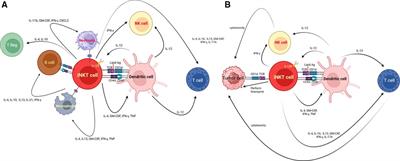 invariant Natural Killer T cell therapy as a novel therapeutic approach in hematological malignancies